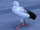 Andean Goose (WWT Slimbridge September 2008) - pic by Nigel Key